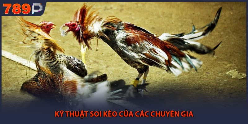 Đá Gà Cựa Dao - Những Bí Mật Đỉnh Cao Từ Đấu Trường 3 Kỹ thuật soi kèo của các chuyên gia