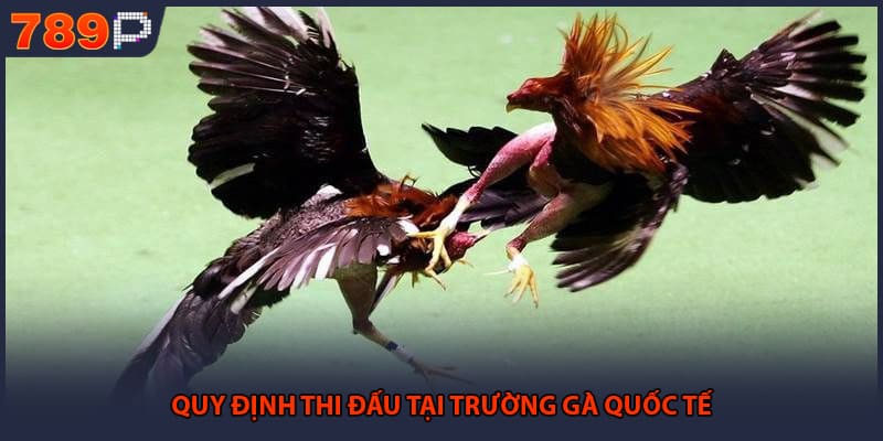 Đá Gà Cựa Dao - Những Bí Mật Đỉnh Cao Từ Đấu Trường 2 Quy định thi đấu tại trường gà quốc tế